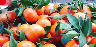 Tuyệt chiêu chọn cam Canh ngọt lịm, mọng nước mời khách ngày Tết