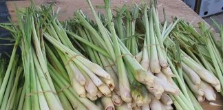 Vì sao trong mùa đông nhà nào cũng cần có cây sả?