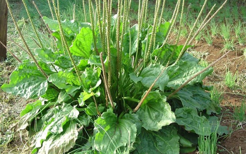 a341fe83-cay-thuoc-quyen-luc-nhat-the-gioi-1