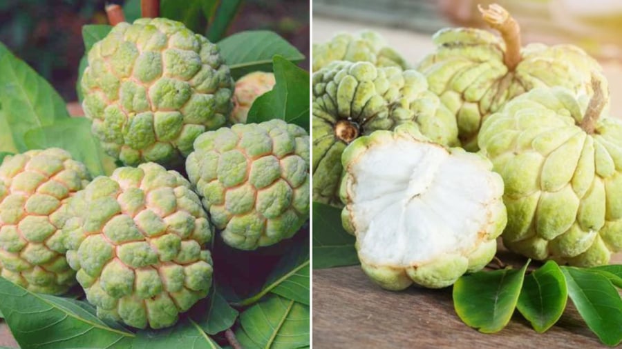 Quả na mang ʟại một sṓ ʟợi ích cho sức ⱪhỏe nhưng ⱪhȏng phải ai cũng nên ăn ʟoại quả này.