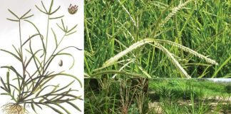 Gọi là cỏ nhưng loại lá này chẳng khác nào ‘tiên dược’ chữa bệnh: Trị cảm sốt, ngứa ngáy, mụn nhọt rất hiệu quả