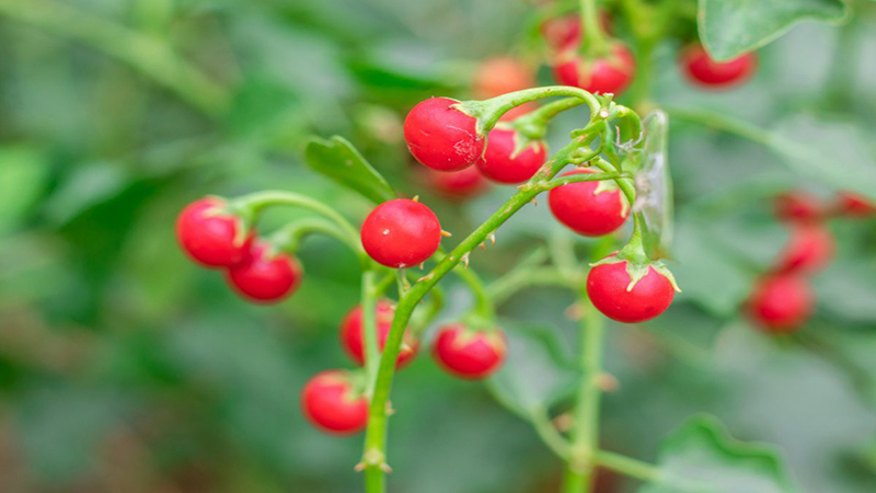 Cà gai leo: Cây thuốc quý điều trị bệnh gan