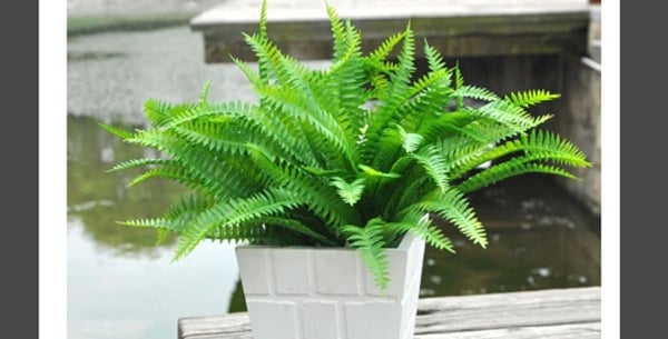 cach-trong-cay-duong-xi