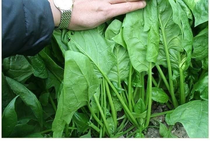 Kết quả nghiên cứu này như 1 lời cảnh báo cho các bà nội trợ hãy chọn lọc kỹ càng khi đi chợ mua rau củ.