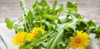 Cây bồ công anh, cây thuốc ‘kháng sinh thực vật’, có tác dụng chữa bệnh tuyệt vời ra sao?