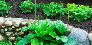 Cây rau mọc dại đầy đường nhưng là ‘nhân sâm’ của người nghèo, chớ nên bỏ qua