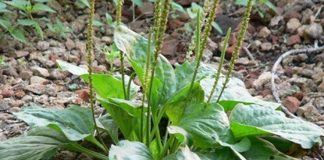 Loại cỏ dại mọc ven đường biết dùng quý ngang nhân sâm tổ yến, ai không biết tiếc hùi hụi