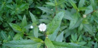 Cây nhọ nồi – bài thuốc quý được dân gian lưu truyền