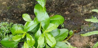 Rau dại, không trồng cũng lên tua tủa nhổ không hết, nay thành đặc sản vì công dụng quý như sâm