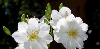 Công dụng chữa bệnh “thần kỳ” của hoa đào, hoa mai