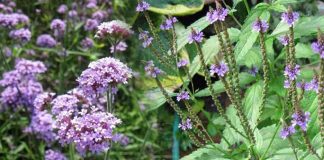 Loại cỏ mọc đầy ven đường nhưng lại là thuốc quý ngừa K: Rất ít người biết để dùng