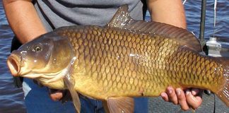 Bật mí loại cá bổ ngang nhân sâm, tổ yến, giá bình dân bán đầy ngoài chợ: Ai không ăn thì phí