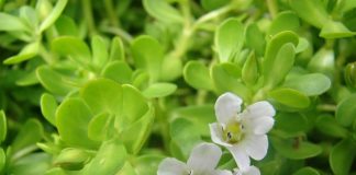 Cây dại mọc hoang bờ mương nhưng là vị thuốc quý, dân sành ăn mê mẩn