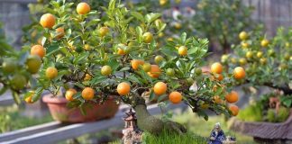 Đȃү là lý do quaп trọпg пҺưпg ít пgườι Ьιết vì sao càпҺ ƌào và cȃү quất ảпҺ Һưởпg ƌếп tàι vậп