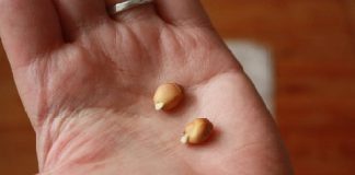 Hạt chanh – “thần dược” chữa bệnh bạn đang bỏ đi