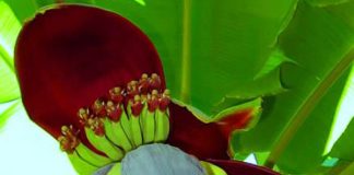 Hoa chuối – thần dược chữa bách bệnh bạn đã biết?