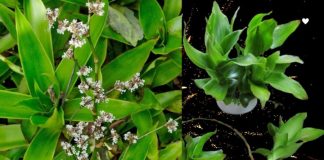 Người xưa dạy: Cây này là “thần dược” quý như vàng, có một cây đủ phát tài giàu có, gia đình khỏe mạnh