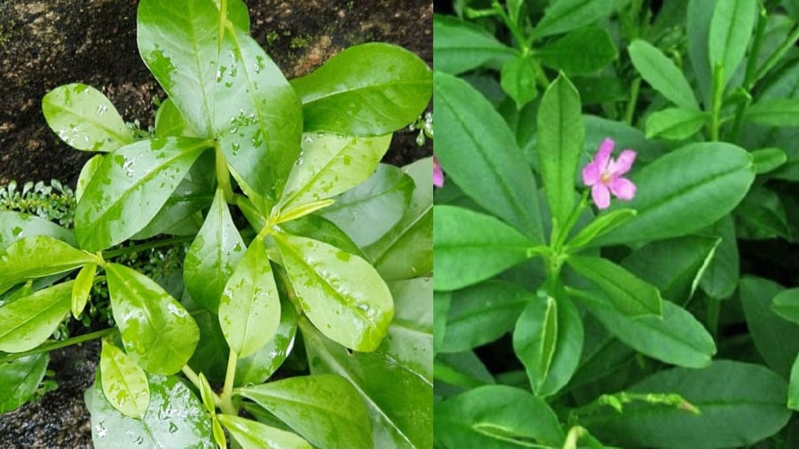 Sâm đất có nhiều công dụng