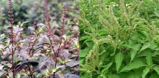 Loại cây ai ai cũng thờ ơ nhưng giúp chữa bách bệnh, có nó cả năm không phải tới bệnh viện