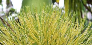 Bị táo bón, dạ dày hãy tận dụng 5 bài thuốc quý từ các bộ phận của cây cau là khỏi tiệt