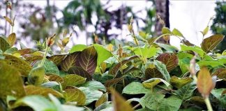 Ai ngờ cây cỏ ven đường lại là “kho báu” dinh dưỡng: Bí quyết sức khỏe từ loại rau 150.000 đồng/kg