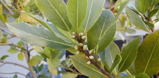 Loại lá thơm kỳ diệu: Từ mọc dại hoá đặc sản triệu đô, xuất khẩu sang Mỹ