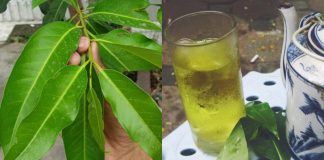 7 lợi ích tuyệt vời cơ thể nhận được khi uống nước lá vối