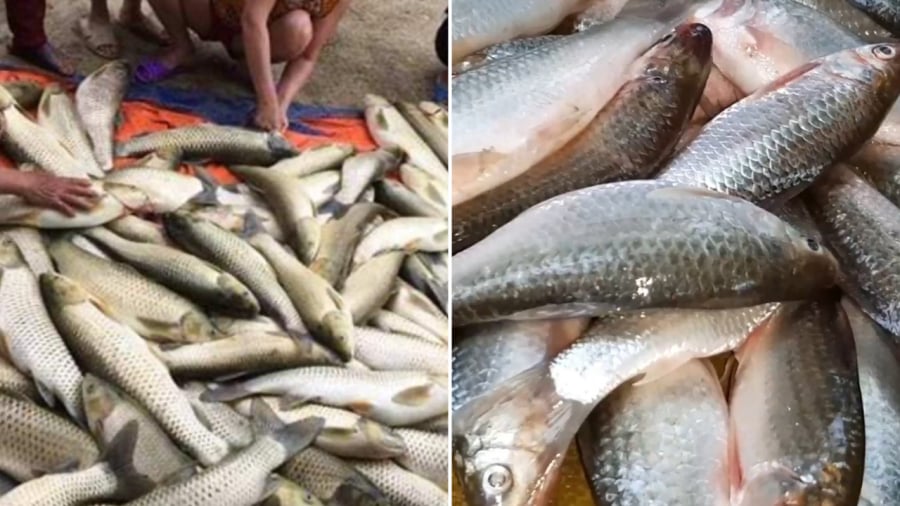 Các loại cá là thực phẩm có nguy cơ bị nhiễm formaldehyde để bảo quản.