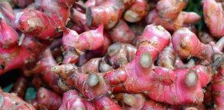 Loại củ rẻ bèo giá vài ngàn 1kg nhưng chống 8 bệnh ung thư, cải thiện chức năng sinh sản và phòng tim mạch