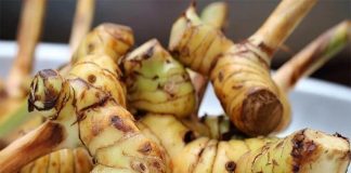 Củ riềng – Bí quyết vàng cho dạ dày khỏe, ngừa ung thư hiệu quả