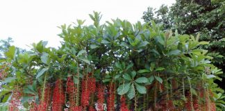 Công dụng trị bệnh từ cây lộc vừng các mẹ nên biết