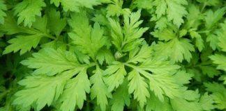 Ít ai ngờ loại rau tưởng chừng quen thuộc này lại là thuốc chữa bách bệnh, đại bổ cho cơ thể