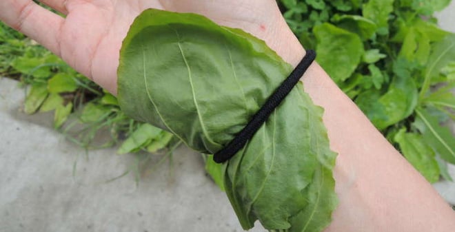 plantain-1466667959245-130-0-538-800-crop-1466668001505