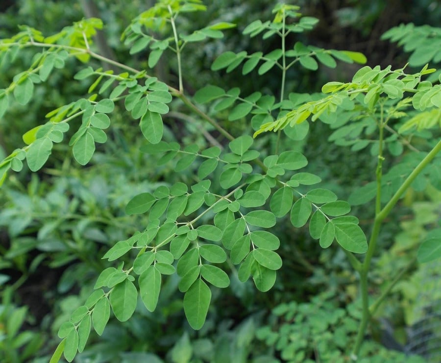 Rau chùm ngây, hay còn gọi là moringa, được công nhận là một loại rau có giá trị dinh dưỡng rất cao