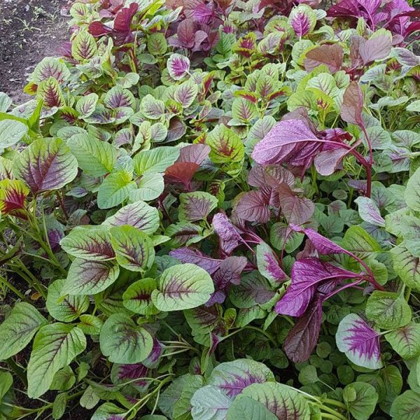 rau-den-co-tac-dung-chong-ung-thu-1