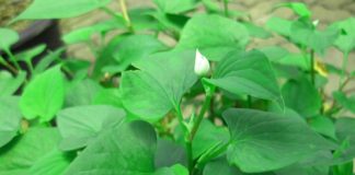 Loại rau tốt ngang “thuốc bổ tự nhiên”: Mọc um tùm như cỏ ở vườn nhà nhiều người không biết mà ăn