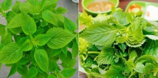 8 lợi ích tuyệt vời của rau kinh giới