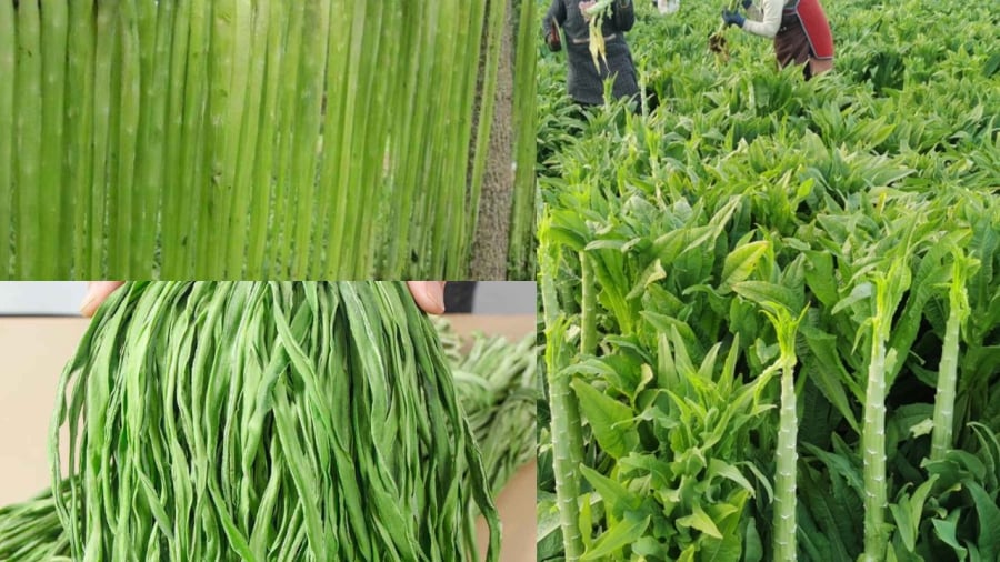 Giá rau khô dao động 300-450.000 đồng một cân