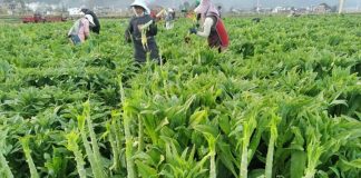 Loại rau nhìn giống nắm cỏ, tưởng chỉ nhổ bỏ đi hóa lại là “thuốc bổ tự nhiên”