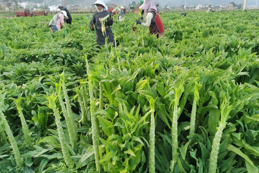 Loại rau nhìn giống nắm cỏ, tưởng chỉ nhổ bỏ đi hóa lại là “thuốc bổ tự nhiên”