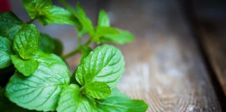 Lợi ích quý giá của lá bạc hà và cách dùng bạc hà giảm cân hiệu quả nhất cho bạn