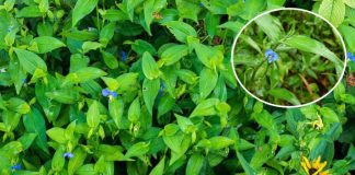 Loại cỏ dại đem đun lấy nước uống, vừa bổ gan, vừa tốt cho khớp