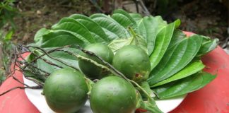 Loại lá người Việt bày thắp hương nhưng ít ăn, Trung Quốc tích cực thu mua: Không ngờ rất nhiều tác dụng