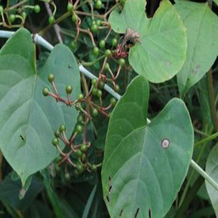 BÁN GIỐNG DÂY CHÌA VÔI, BÁN DÂY CHÌA VÔI GIỐNG