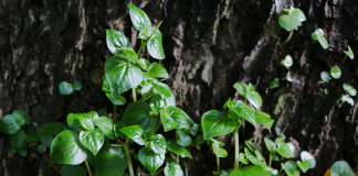 8 tác dụng của rau càng cua đối với sức khỏe