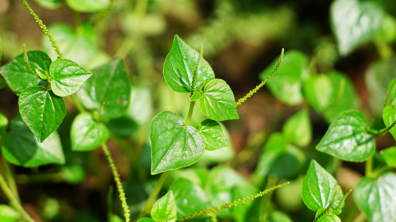 8 tác dụng của rau càng cua đối với sức khỏe - Nhà thuốc FPT Long Châu