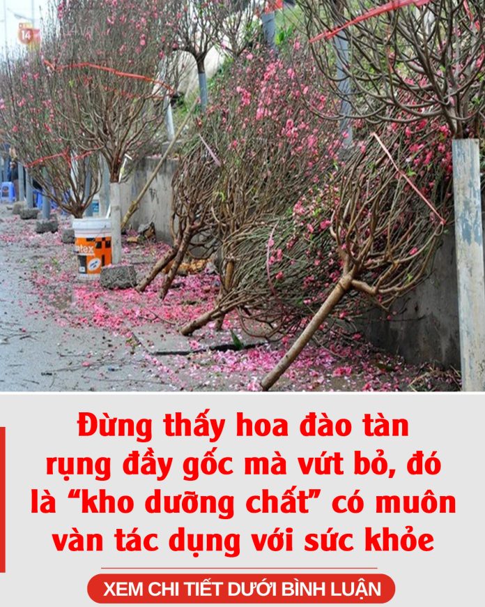 Đừng thấy hoa đào tàn rụng đầy gốc mà vứt bỏ, đó là “kho dưỡng chất” có muôn vàn tác dụng với sức khỏe
