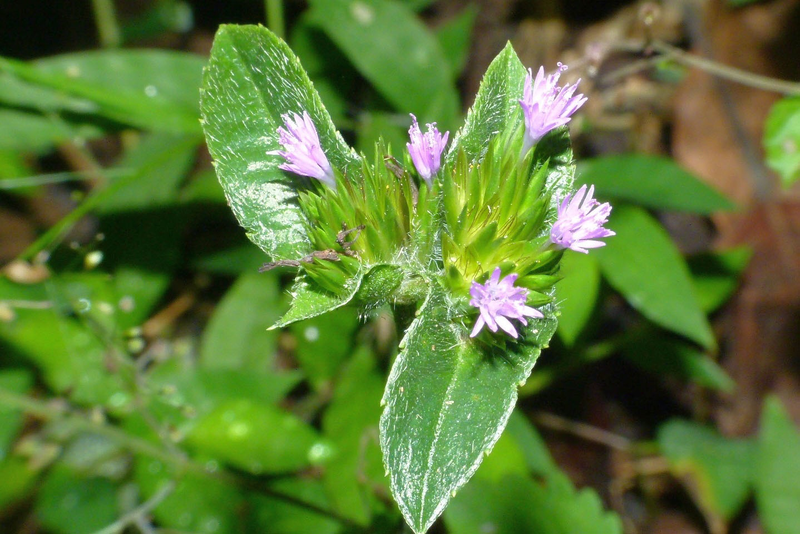 Cây chỉ thiên trị viêm xoang tốt không? Cần phải lưu ý gì?