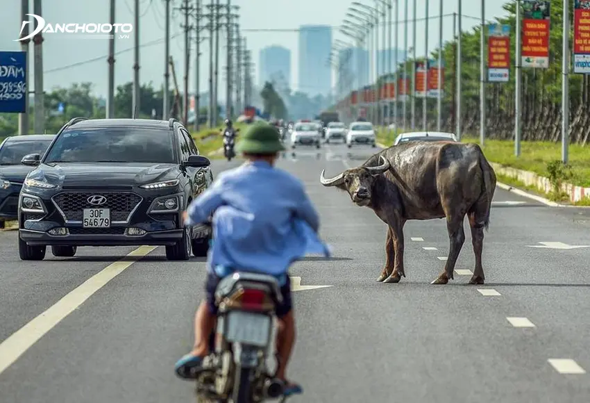 “Chó tránh đuôi, bò tránh bụng” là một kinh nghiệm cho lái mới nếu bất ngờ gặp động vật băng ngang đường