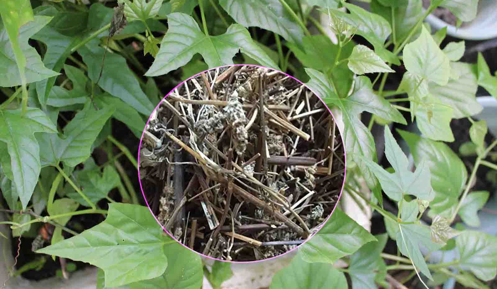 Chìa vôi: Vị thuốc dân dã điều trị bệnh lý xương khớp